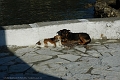 dogs, cats, ponies, horses-01